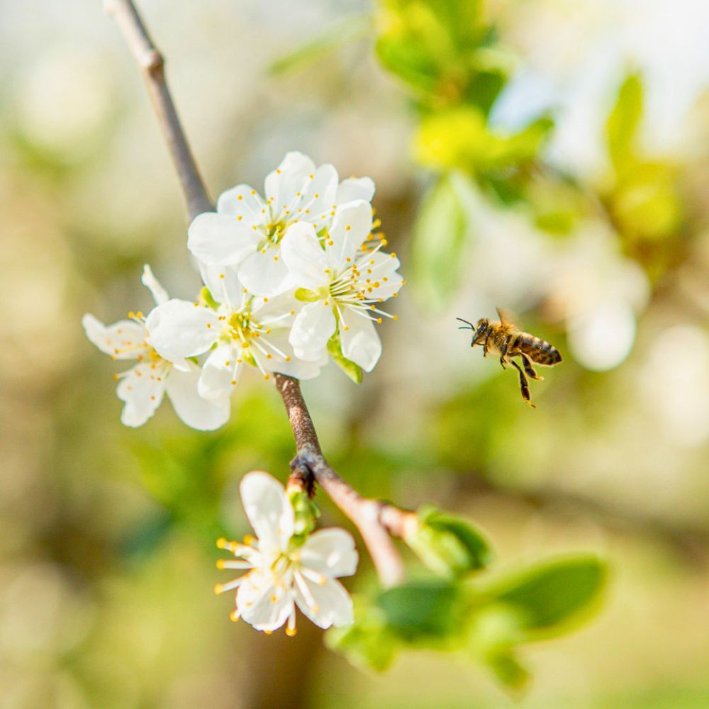 Flowers attract bees and butterflies