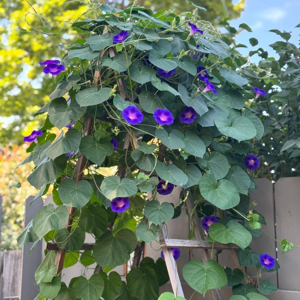 Why flowers close at night