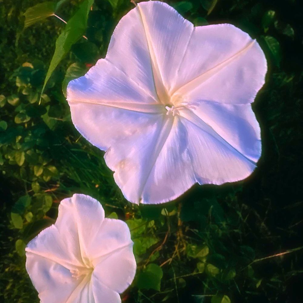 Why flowers close at night