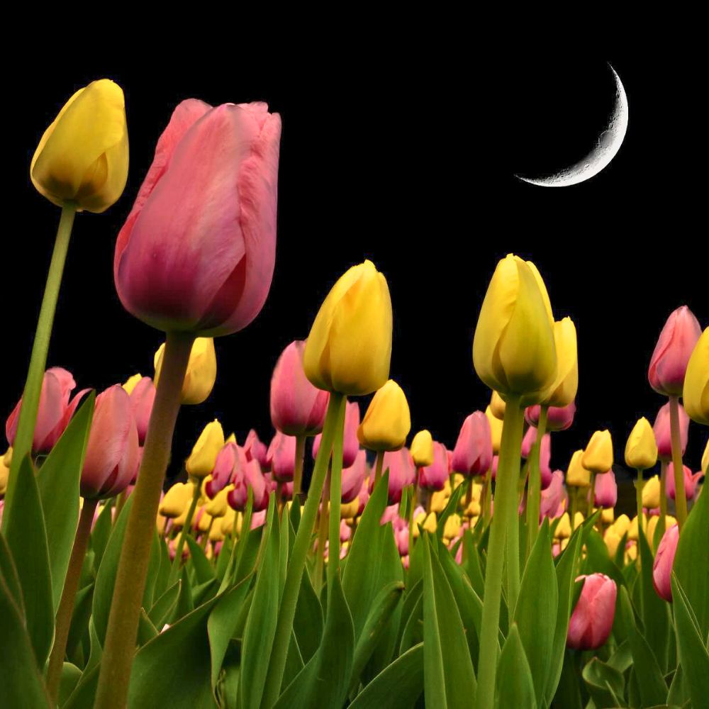 Why flowers close at night