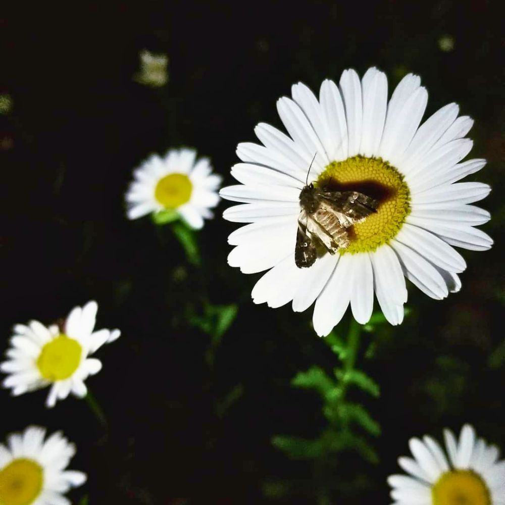 Why flowers close at night
