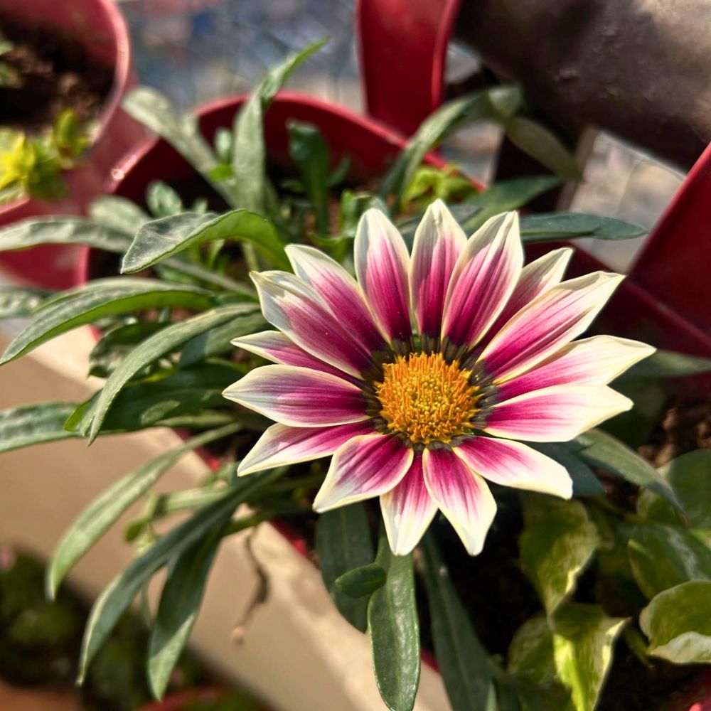 Why flowers close at night