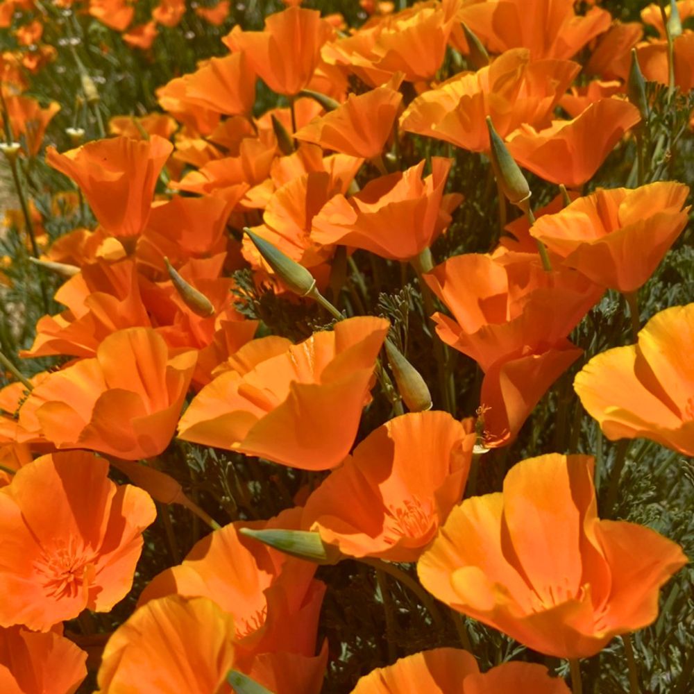 WHy flowers close at night