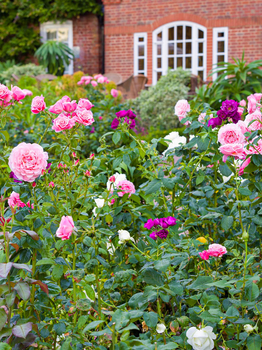 Pink Garden roses grown in the garden