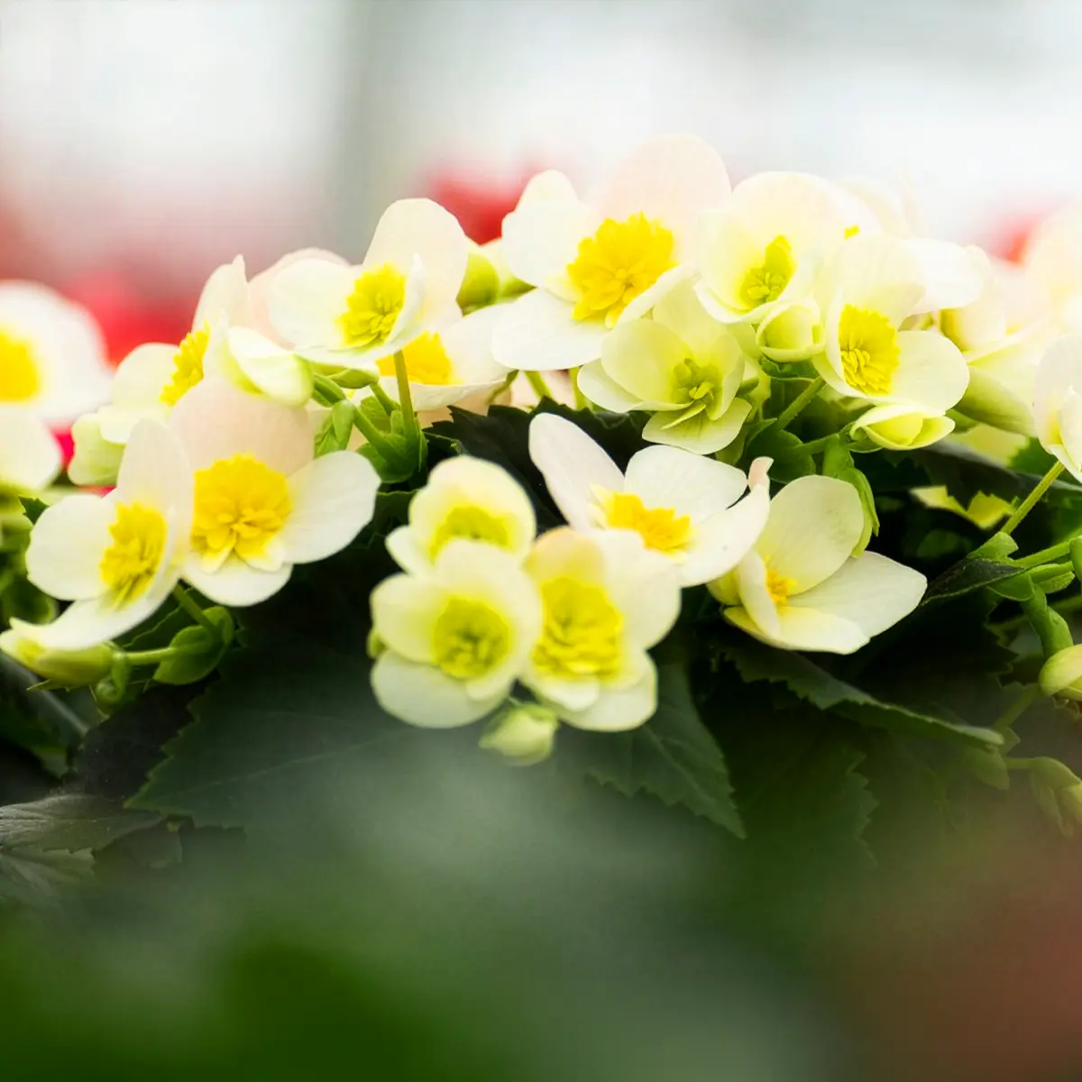 Begonia Belove by Koppe Begonia