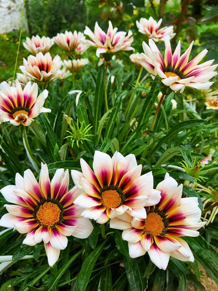 Why Do Some Flowers Open Only During the Day?