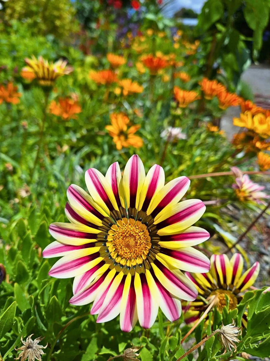 Why Do Some Flowers Open Only During the Day?