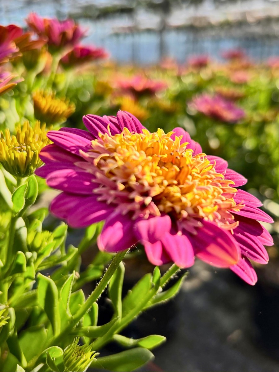 Why Do Some Flowers Open Only During the Day?