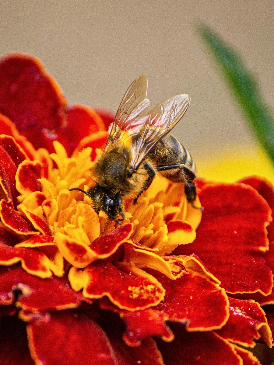 Why Do Some Flowers Open Only During the Day?