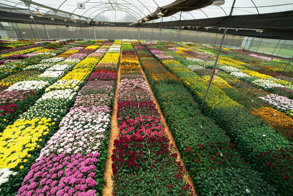 Flowers of Colombia Mixed Chrysanthemums
