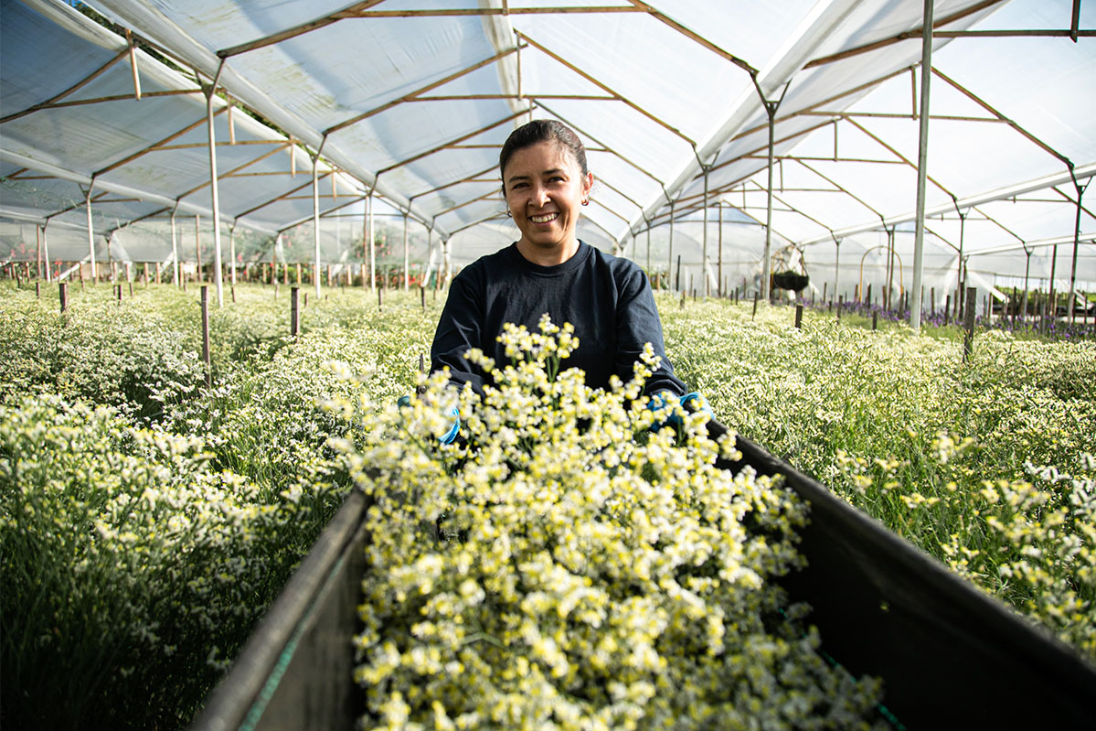 Flowers of Colombia White Limoniums