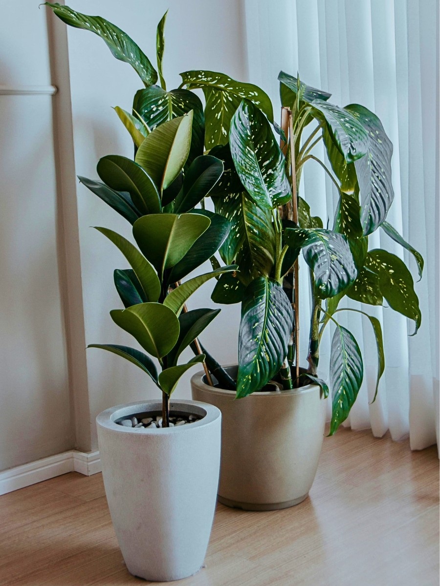 8 Most resilient and strong plants best for gardening beginners - Thursd Article