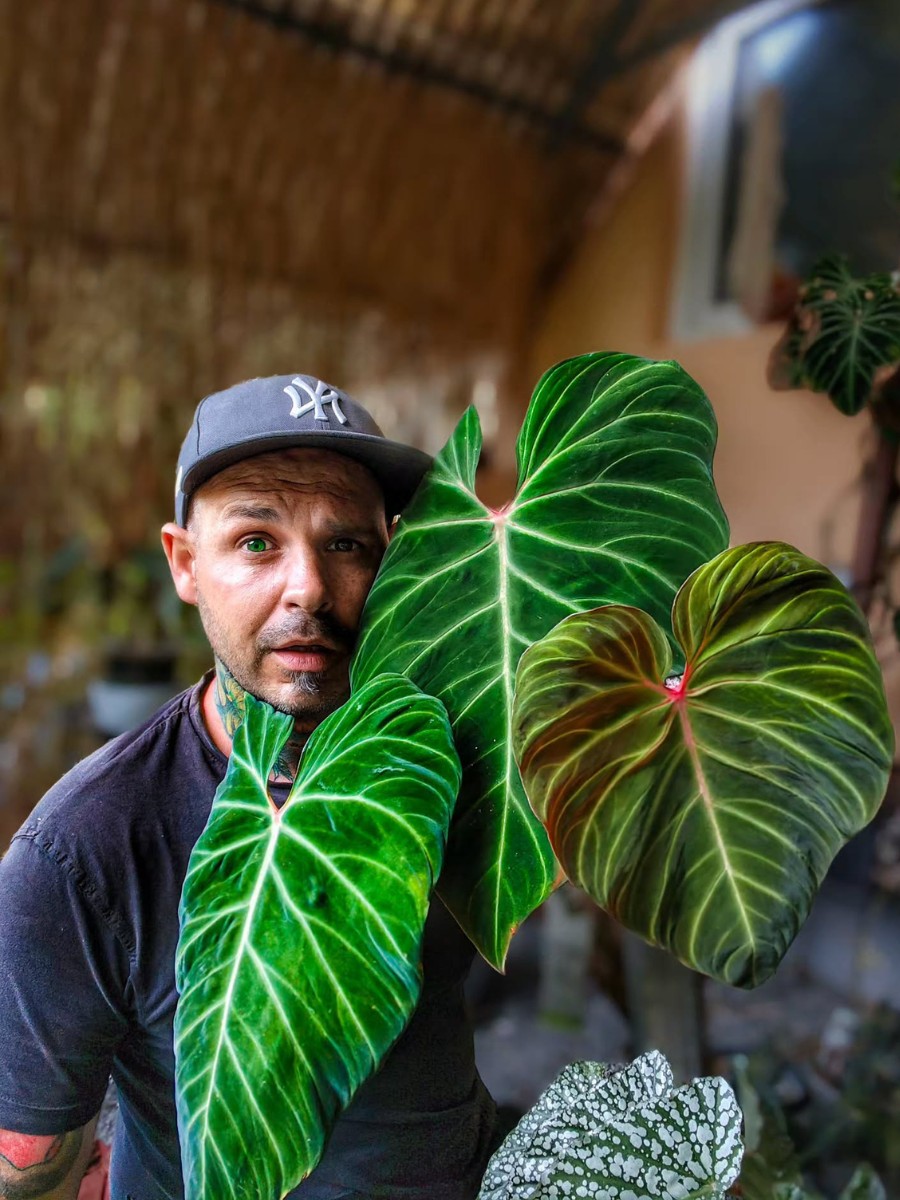 8 Most resilient and strong plants best for gardening beginners