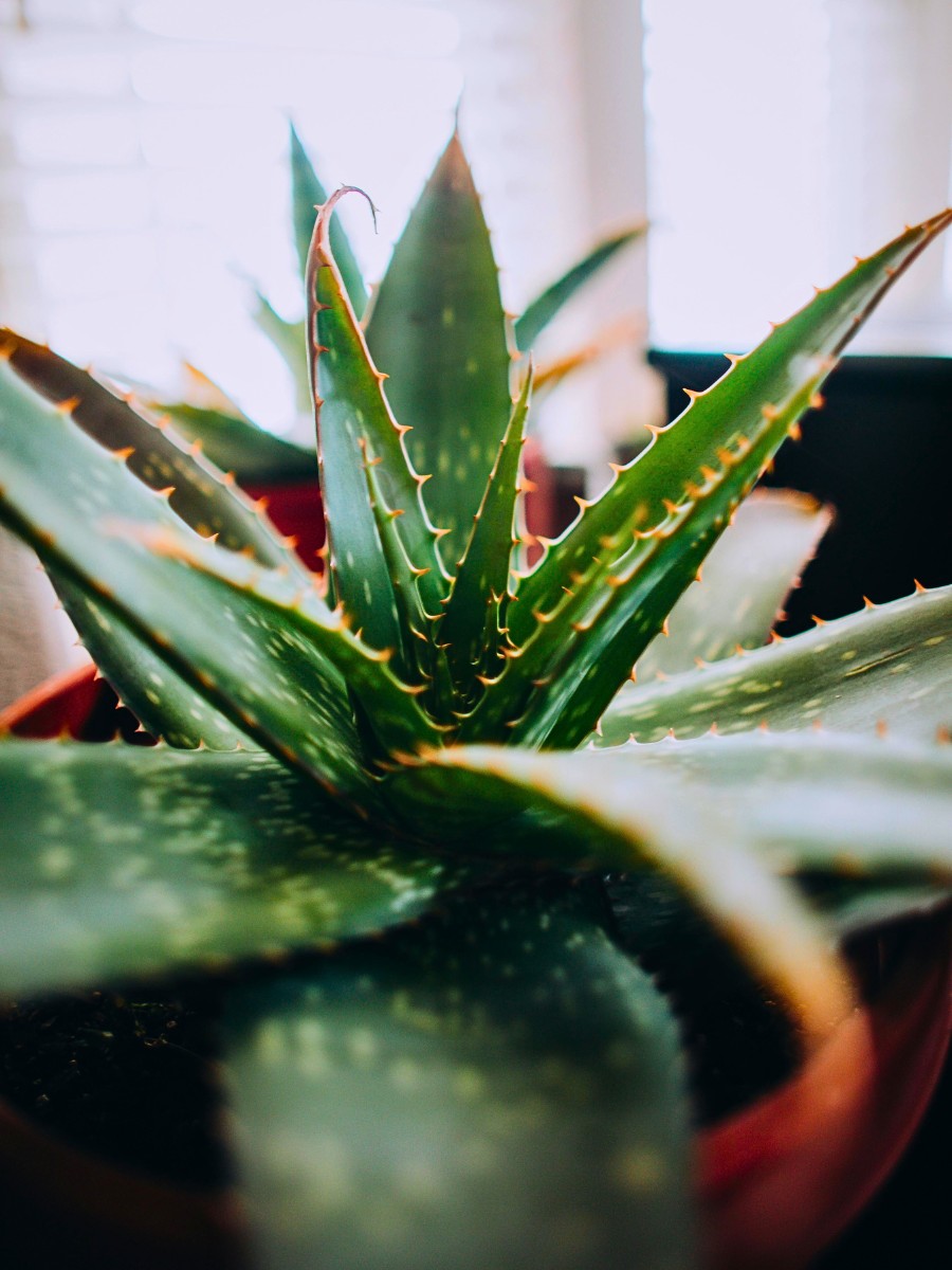 Eight Strongest and Most Resilient Houseplants for Gardening Novices to Try