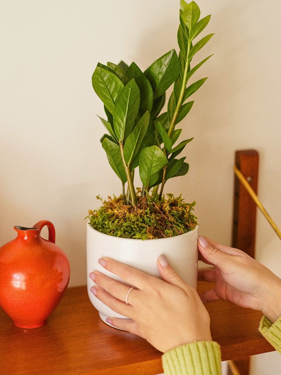 8 Most resilient and strong plants best for gardening beginners - Thursd Article