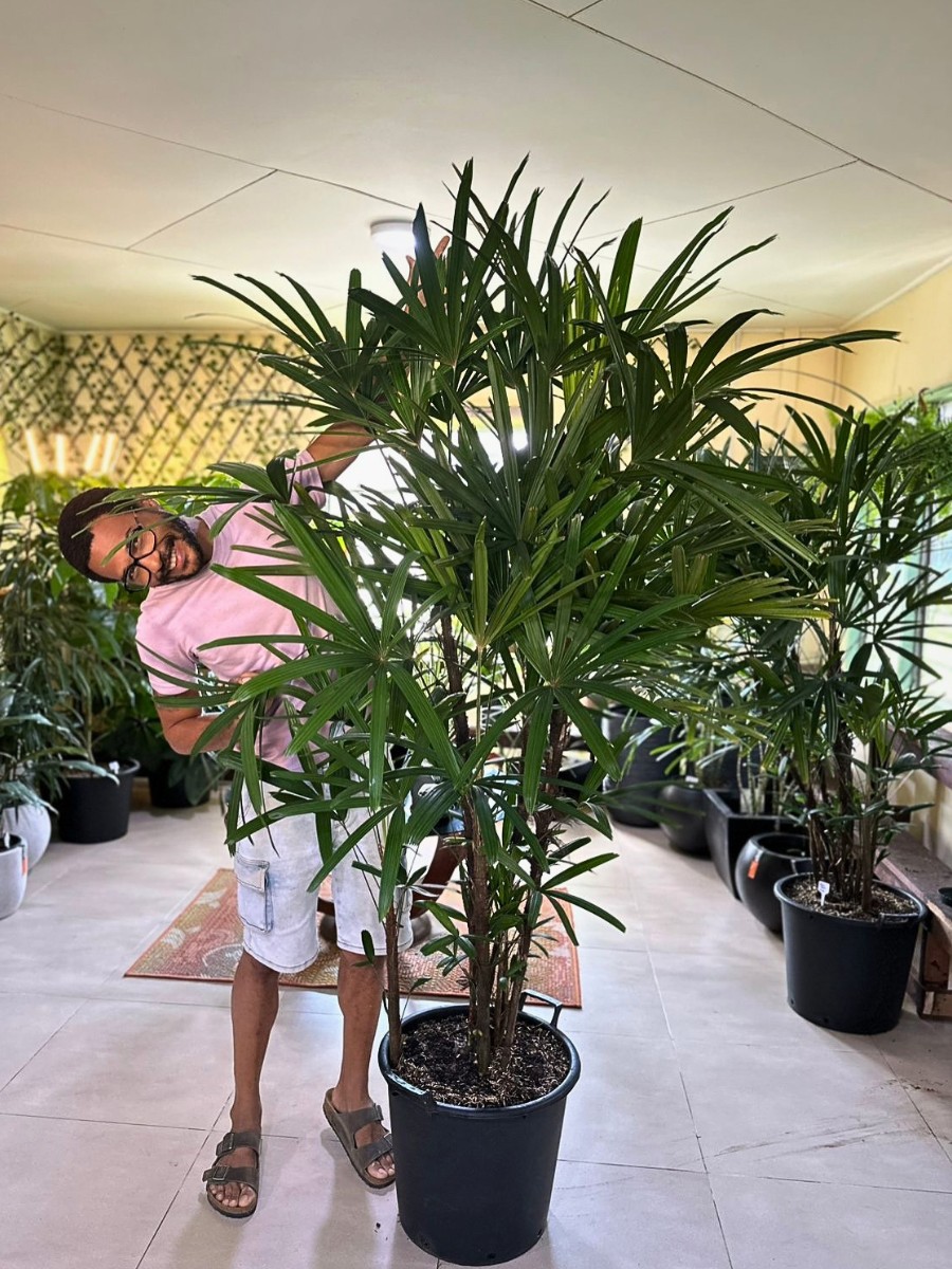 Eight Strongest and Most Resilient Houseplants for Gardening Novices to Try