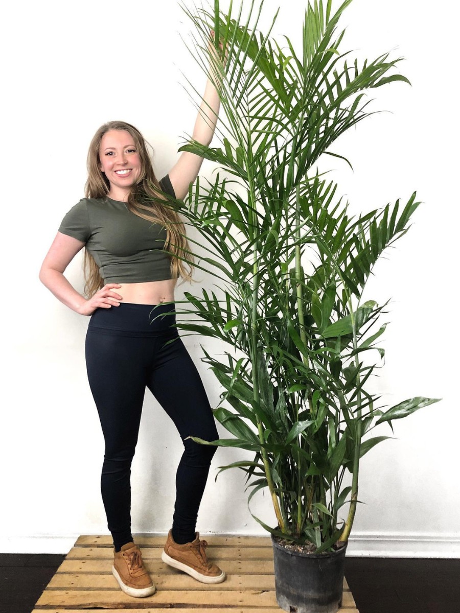 8 Most resilient and strong plants best for gardening beginners - Thursd Article