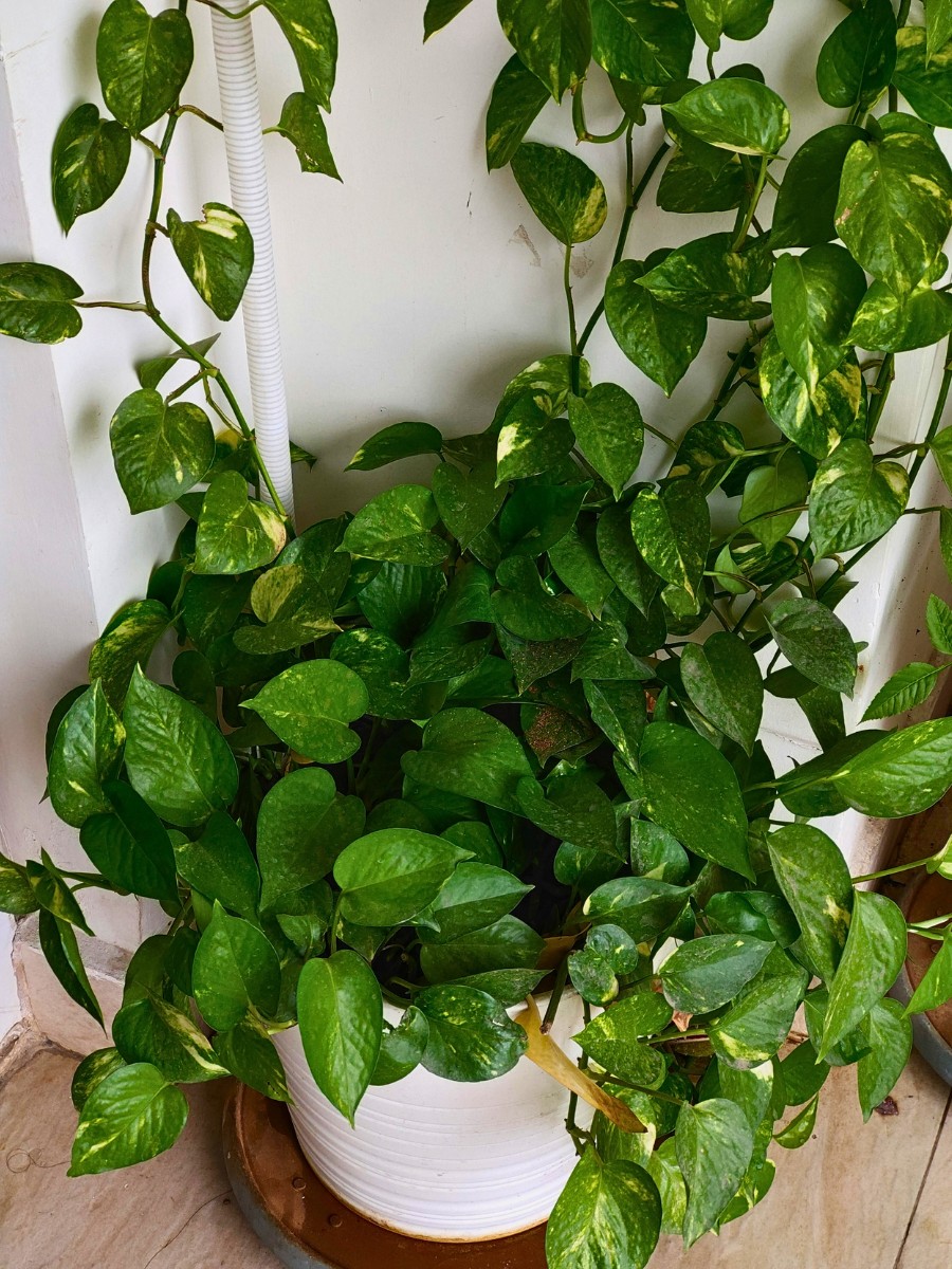 8 Most resilient and strong plants best for gardening beginners - Thursd Article