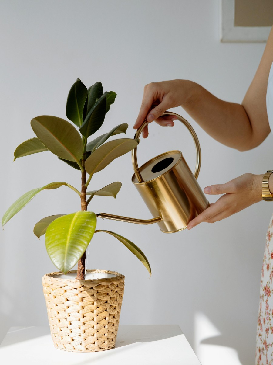 8 Most resilient and strong plants best for gardening beginners - Thursd Article
