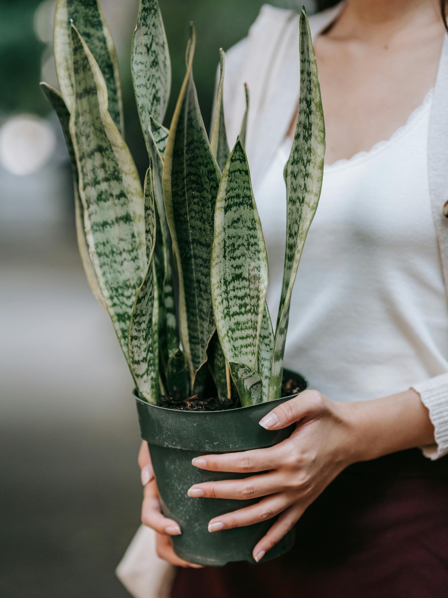Most resilient and strong plants best for gardening beginners - Thursd Article
