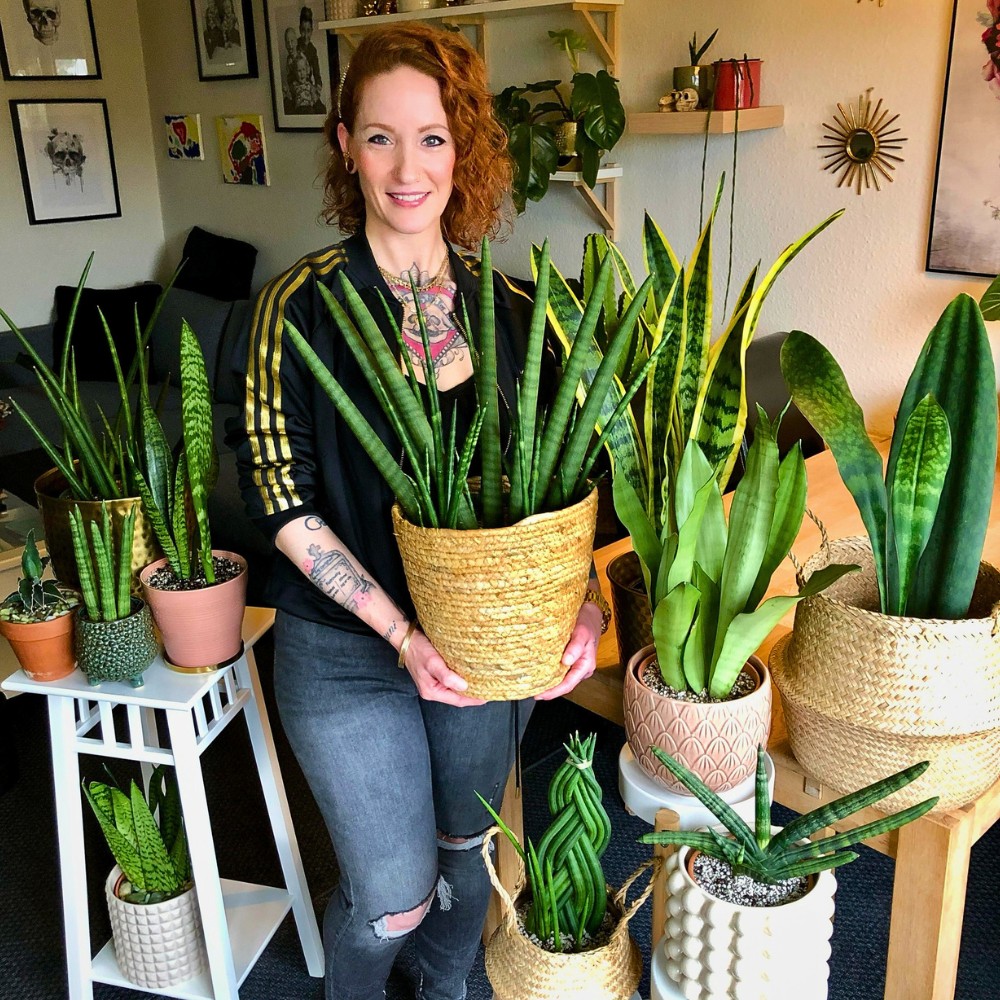 Eight Strongest and Most Resilient Houseplants for Gardening Novices to Try