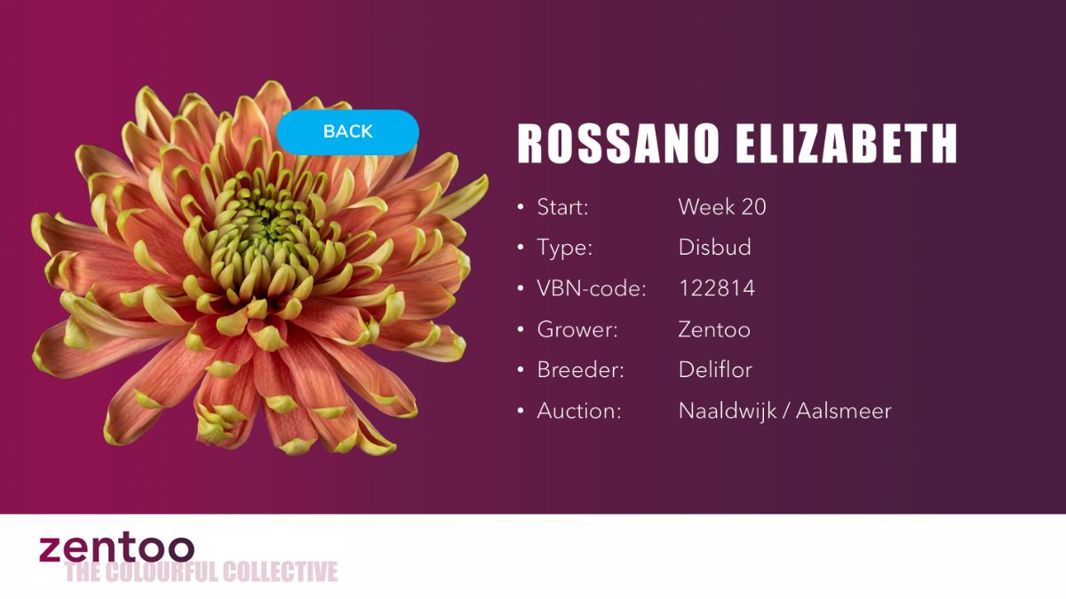 Chrysanthemum Rossano Elizabeth by Zentoo