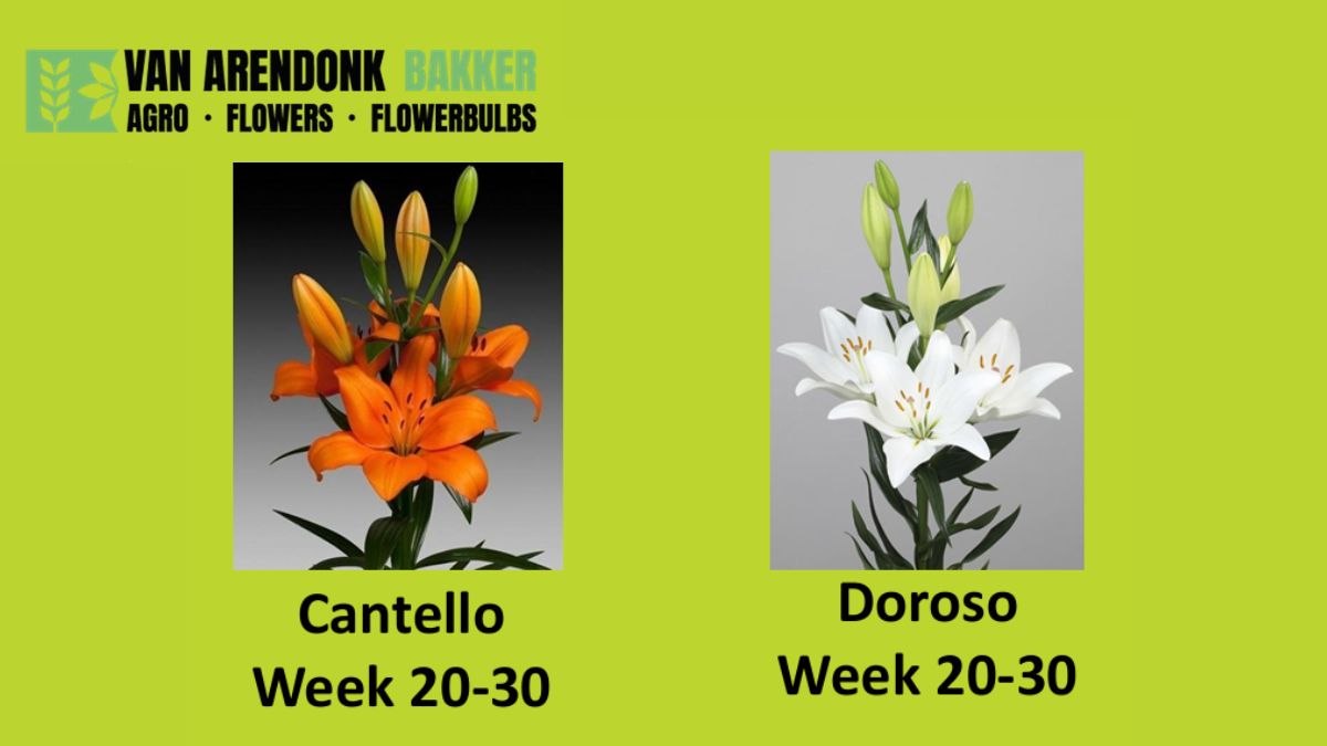 Liliums by van Arendonk-Bakker VOF