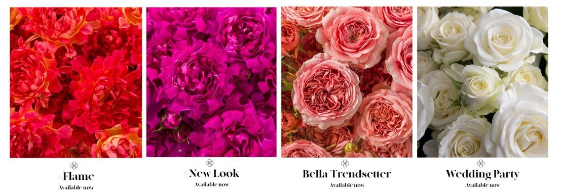 New Spray Roses Voorn