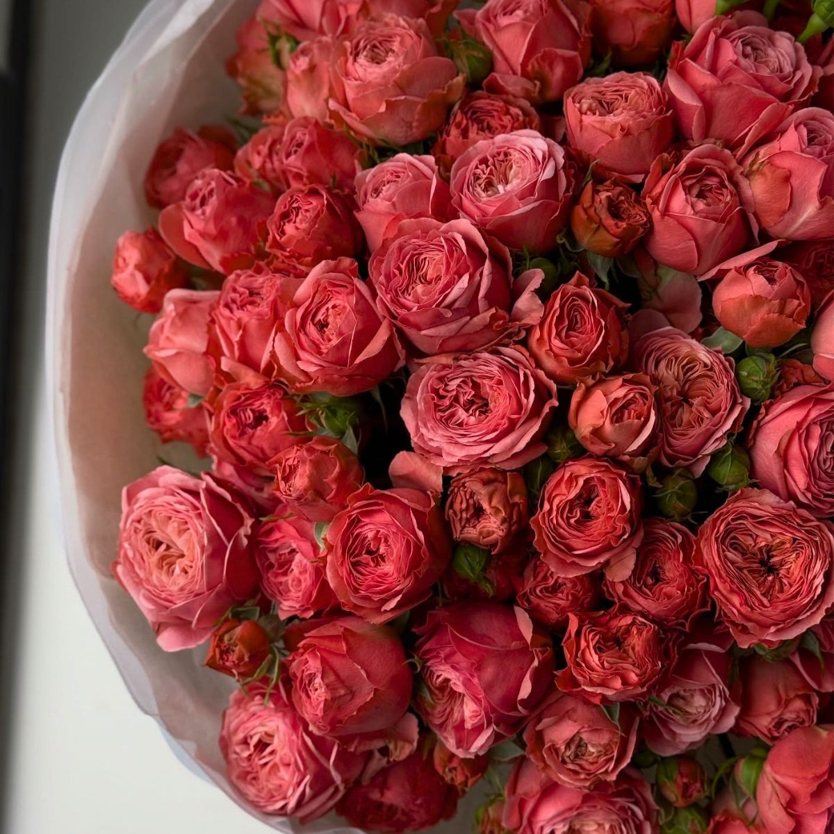 Bella Trendsetter by Voorn Spray Roses