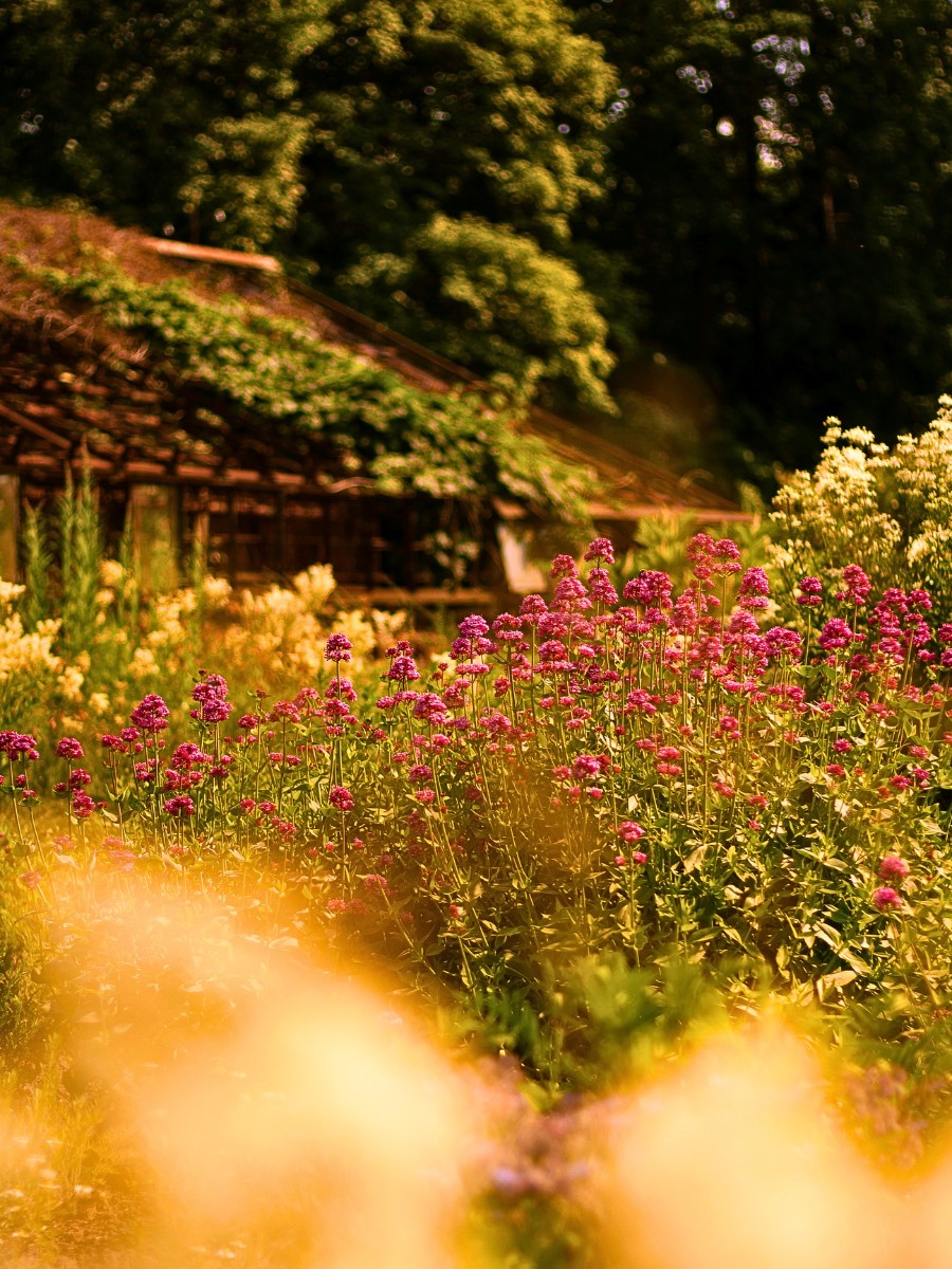 The Whimsical Charm and Beauty of Cottage Gardens.