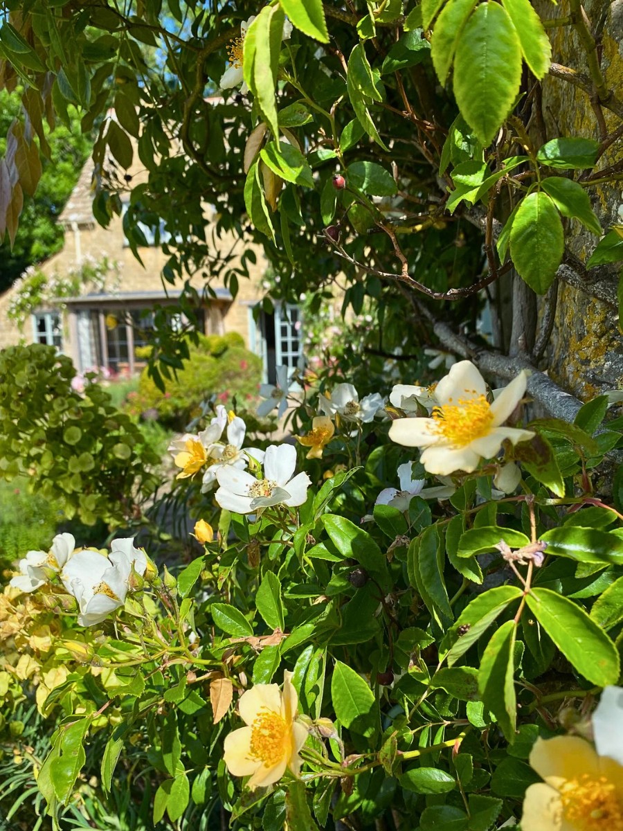 The Whimsical Charm and Beauty of Cottage Gardens.
