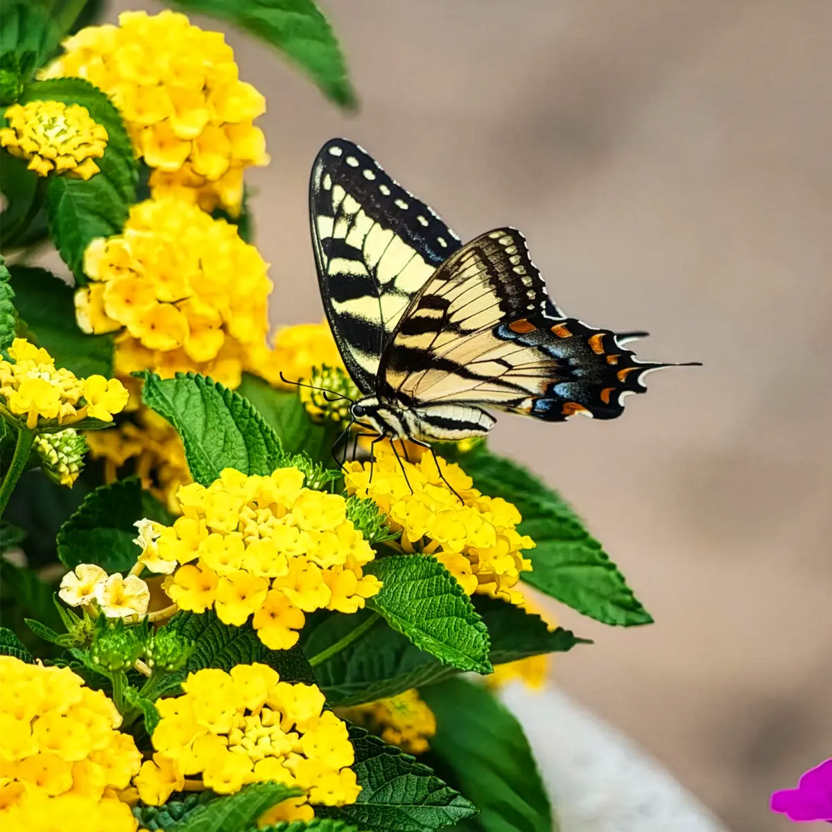 Flowers attract bees and butterflies