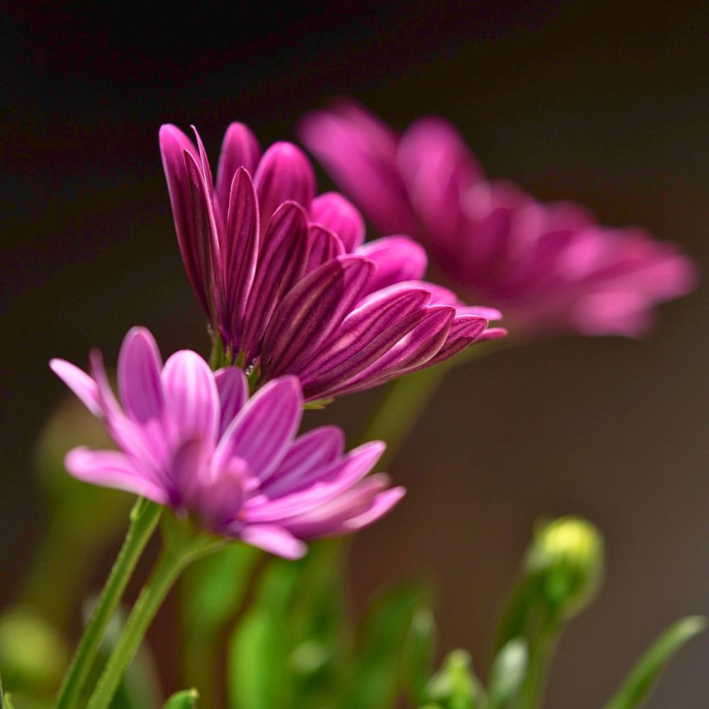Why flowers close at night