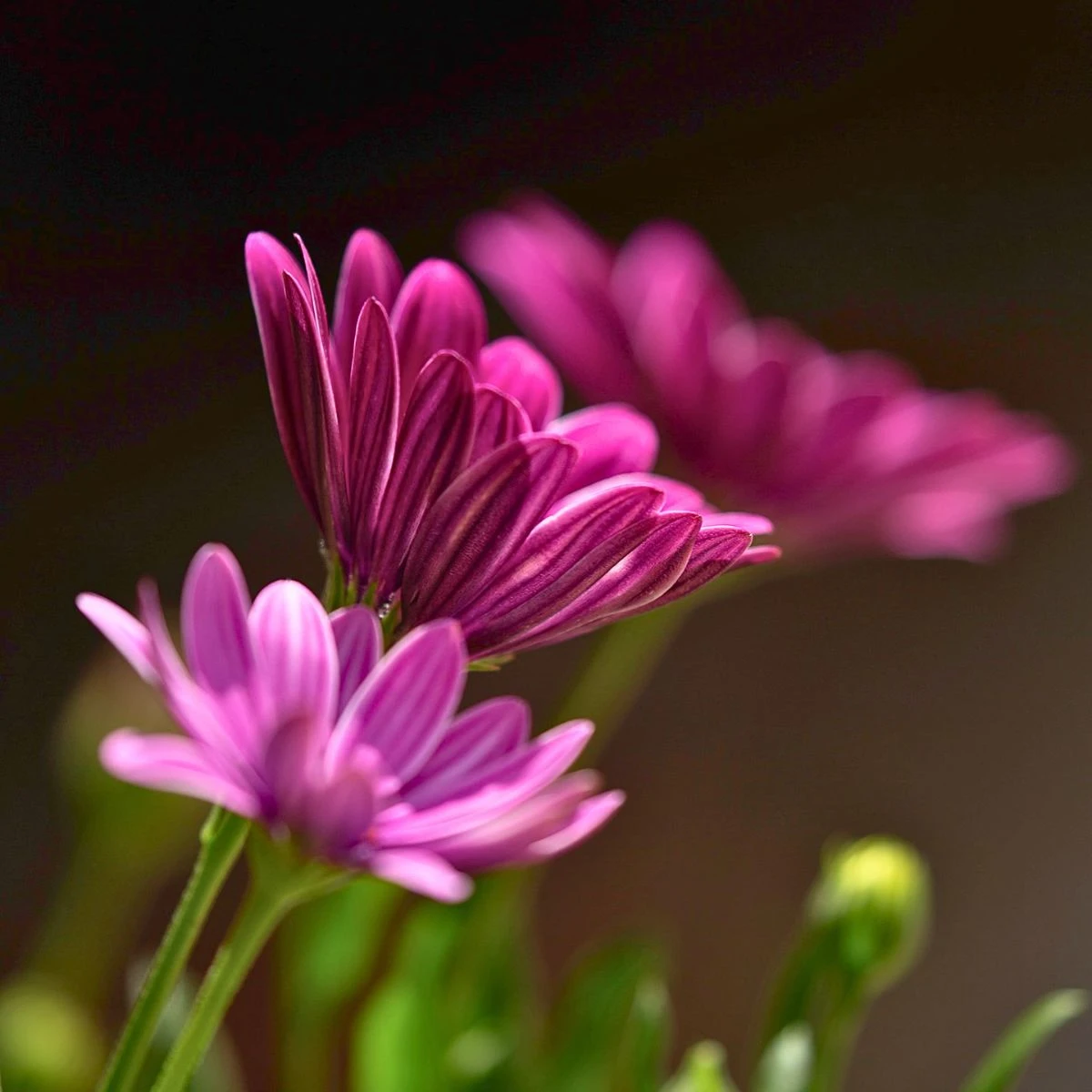 Why flowers close at night