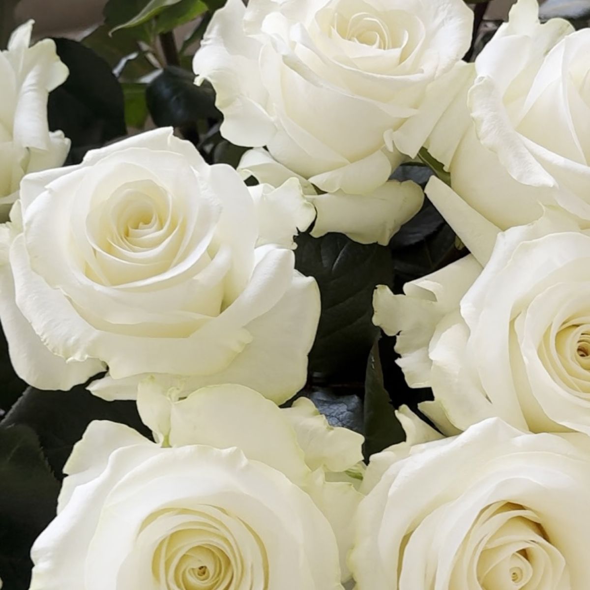 Pure white color of Arctic White