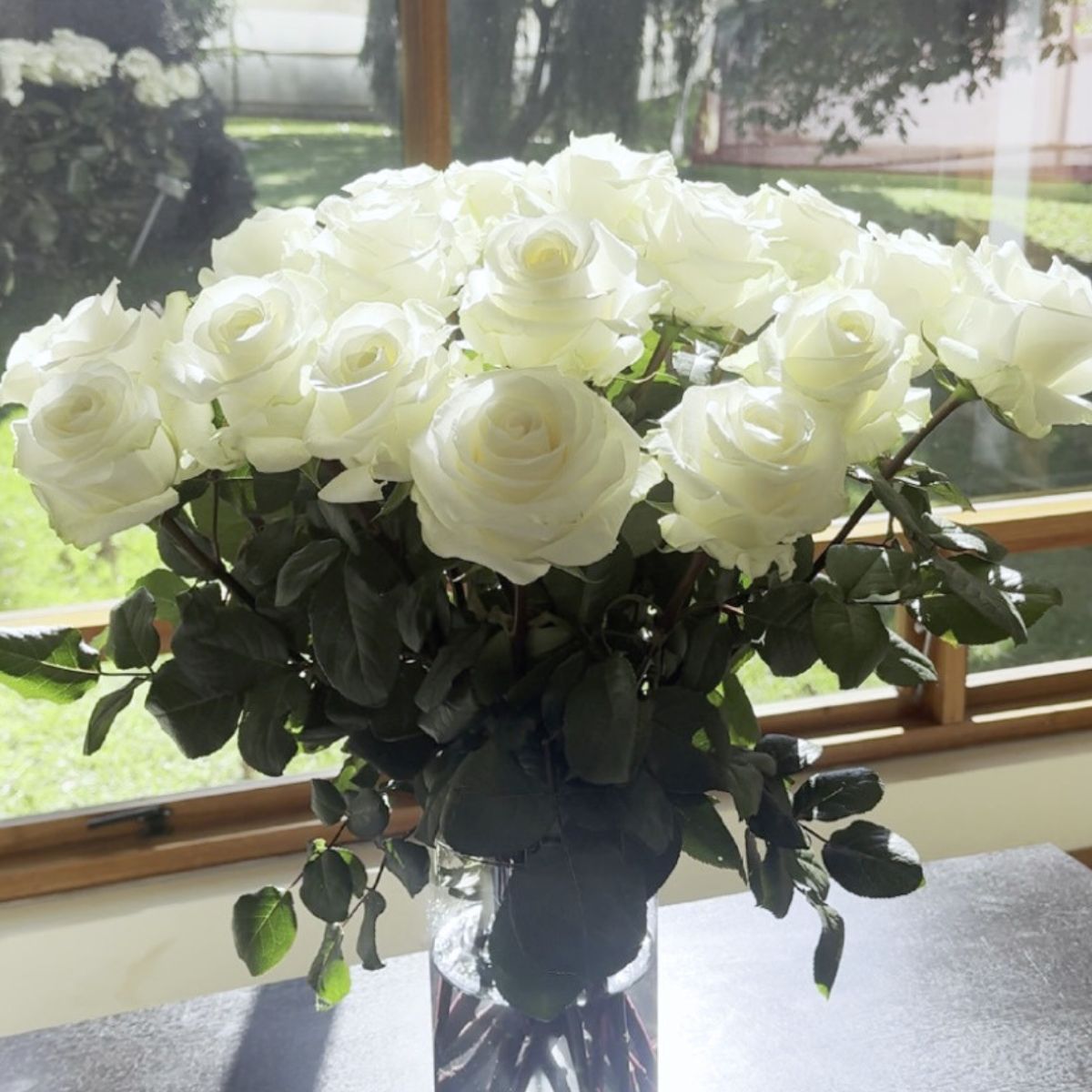 Colombian rose Arctic White