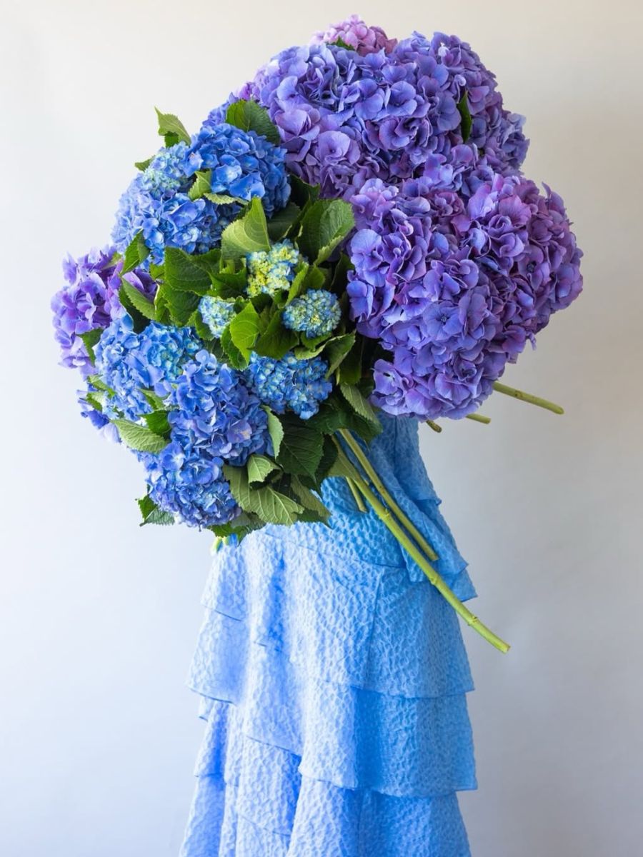 Blue and purple hydrangeas