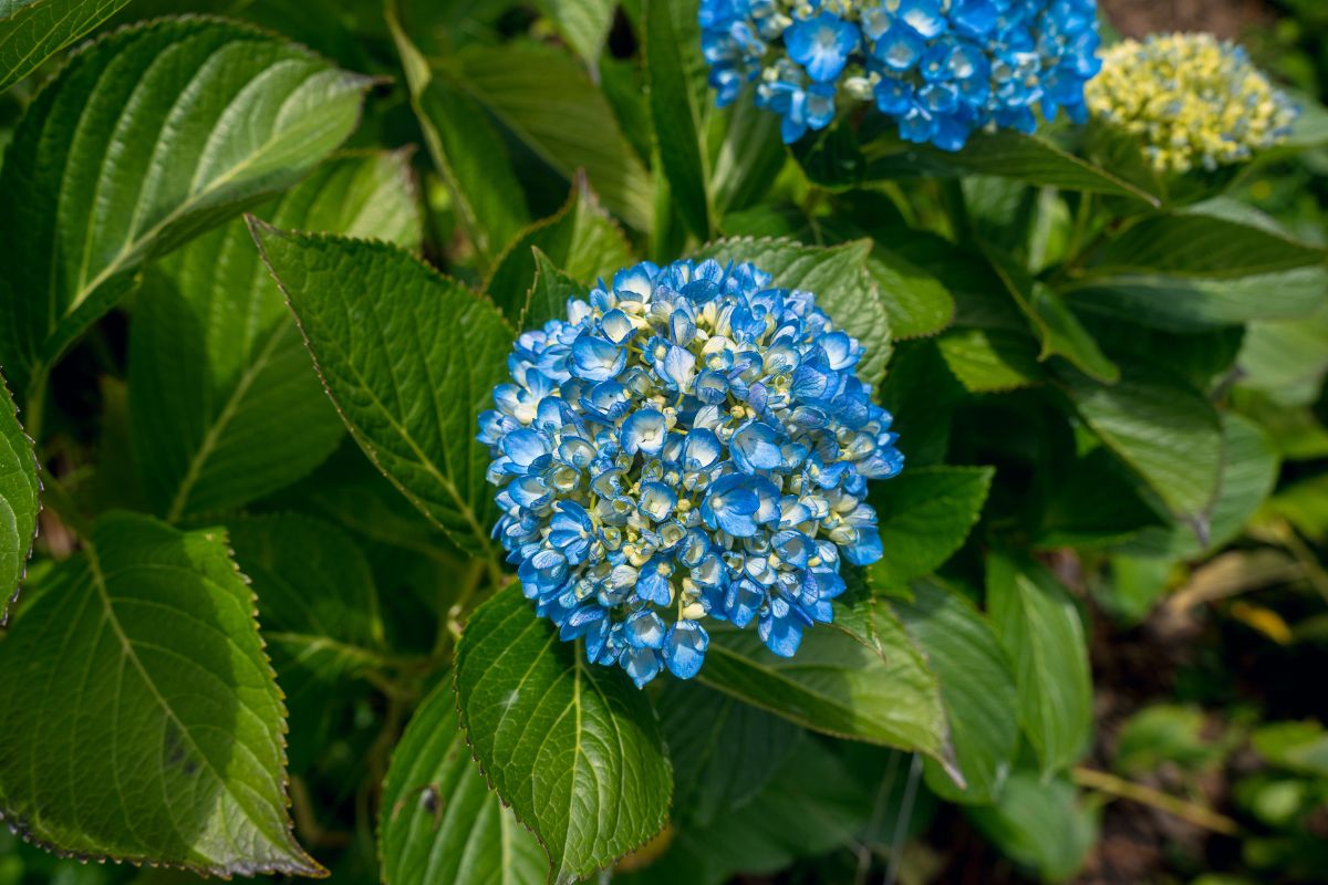 Blue hydrangea by Jardines de la Cuesta