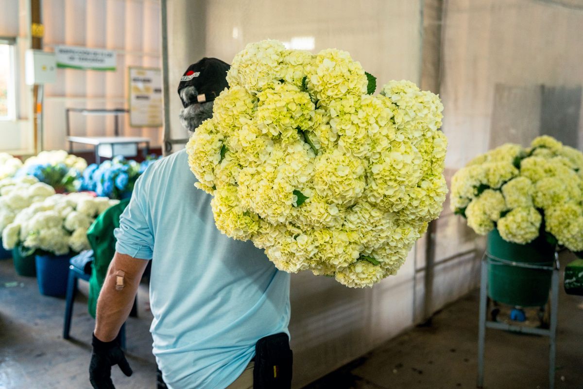 Colombian quality hydrangeas