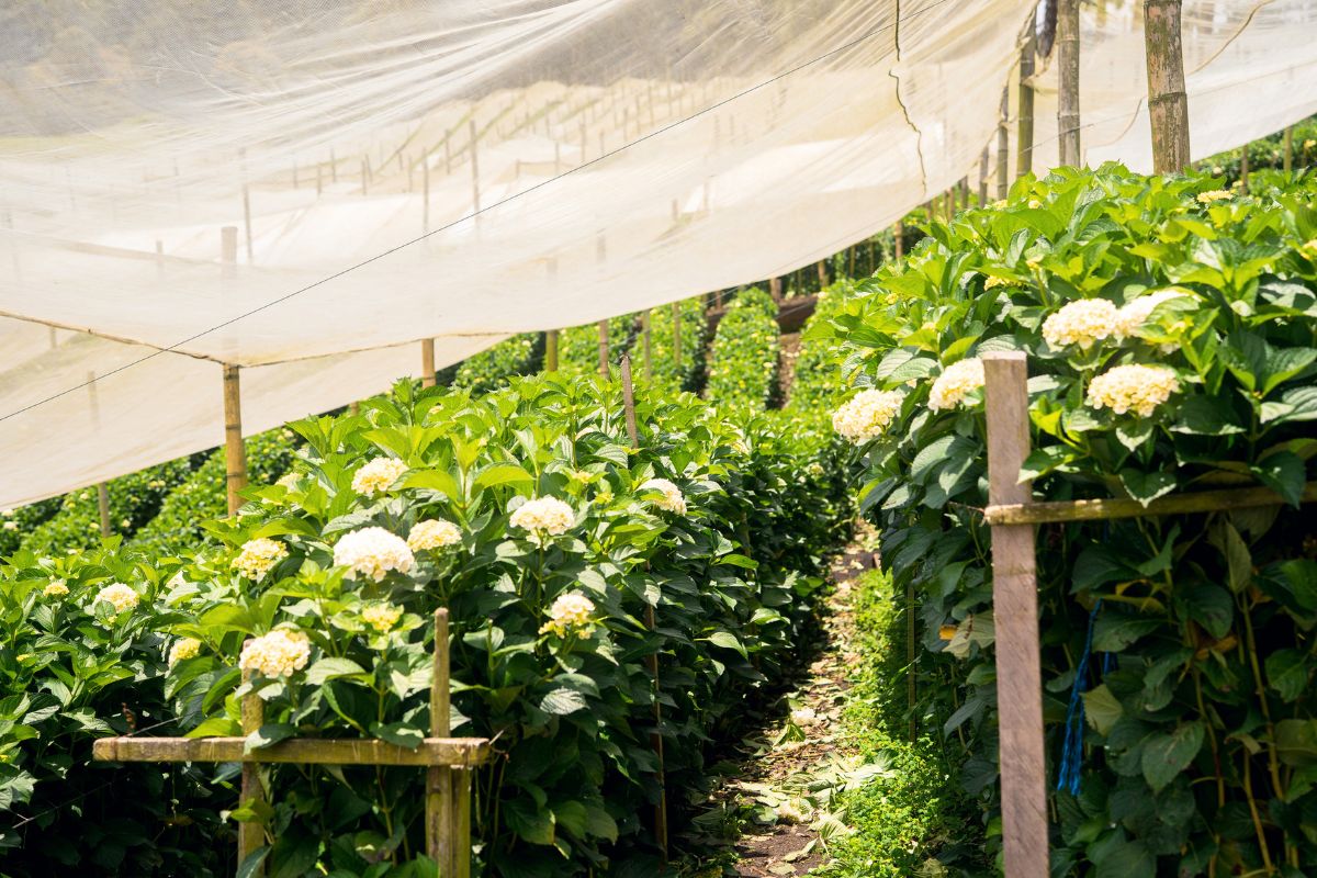 Post Harvest area of Jardines de la Cuesta