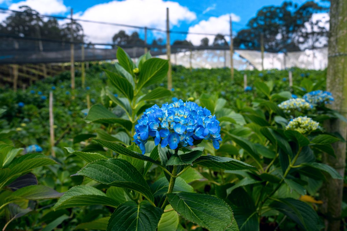A hydrangea in post harvest area