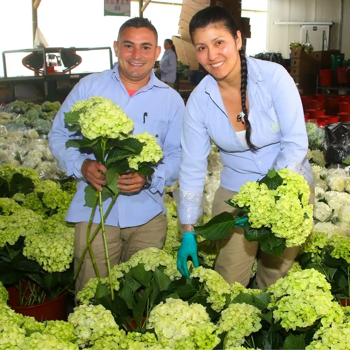 Colombian hydrangeas