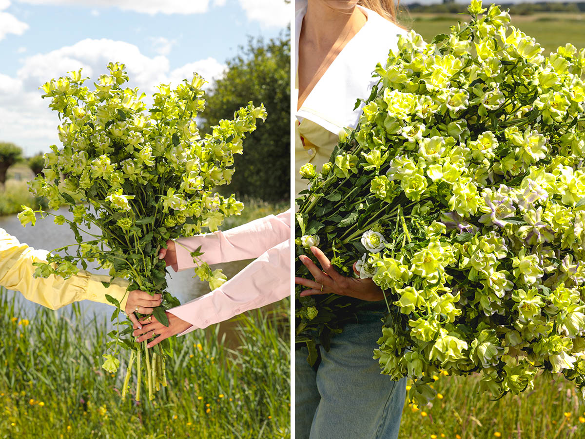 Campanula mono bouquet green double flowers