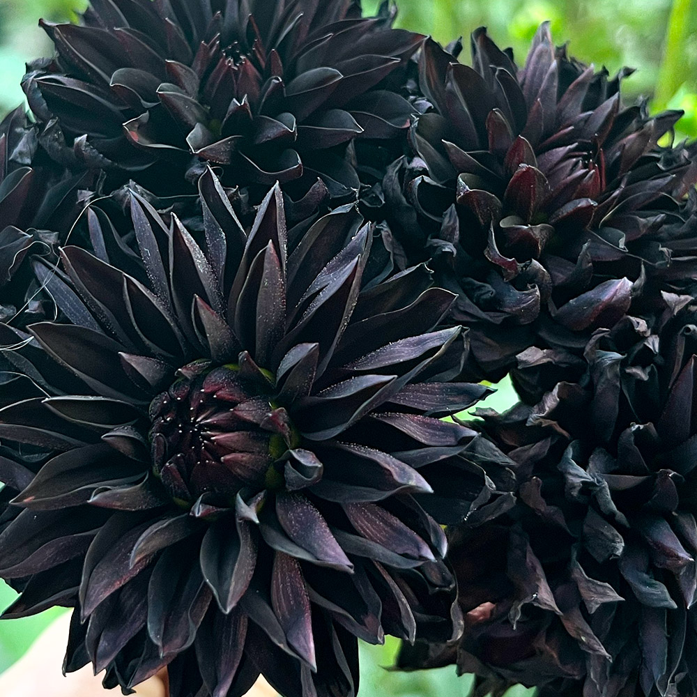 Black Dahlias by littledahliacove