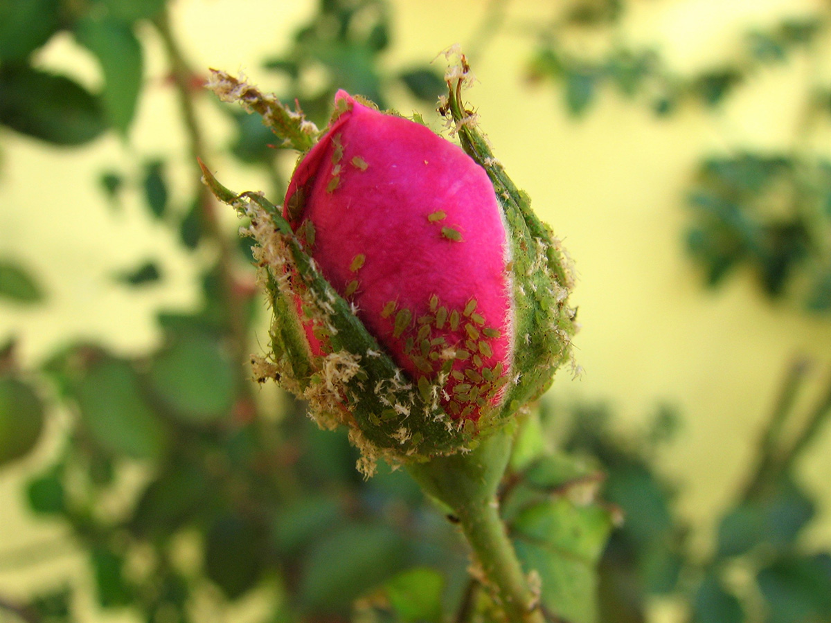 Thomas Kern blog pesticides on pink rose