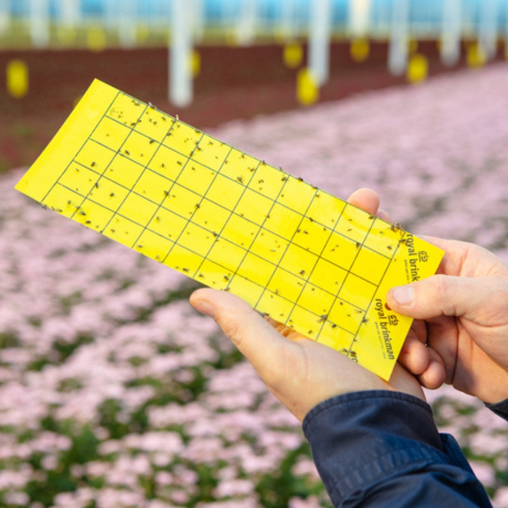 Thomas Kern blog pesticides sticky traps