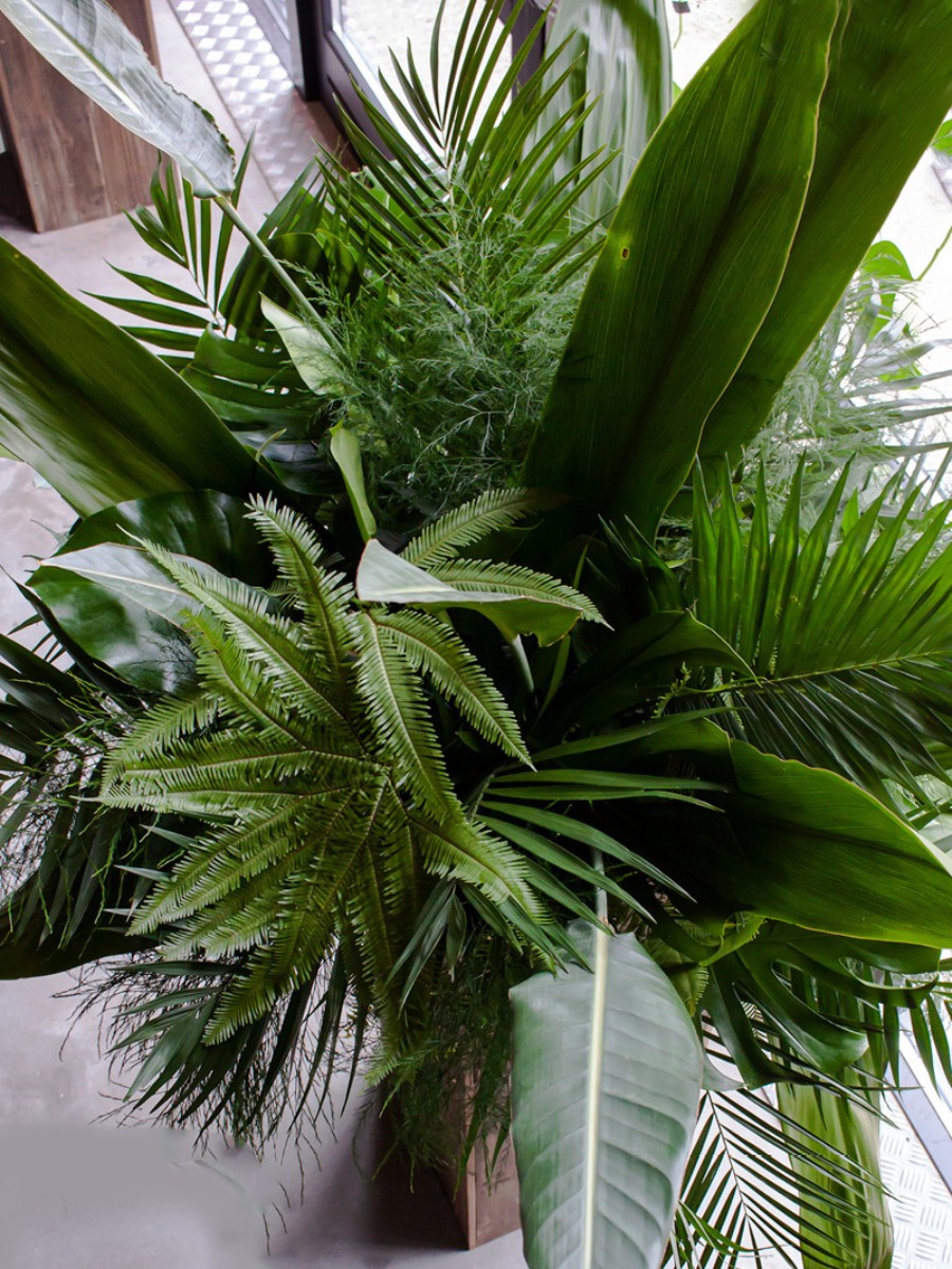 The OrcaGreen brand by Adomex offers the largest variety of decorative green and cut foliage. They are what you're looking for to make the event even more unique and special