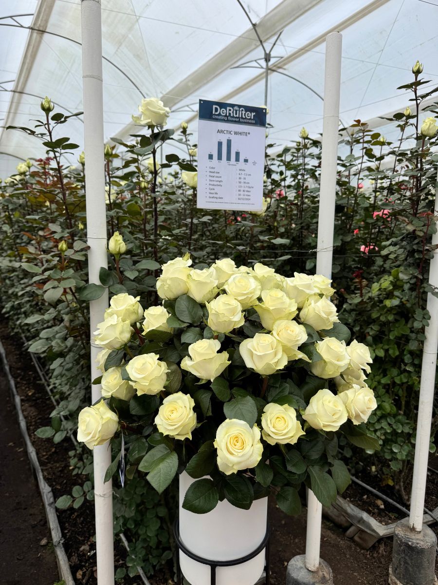 De Ruiter colombia white Arctic rose