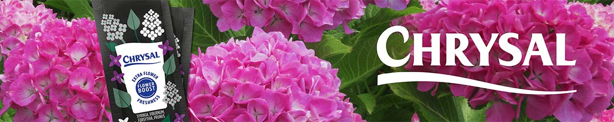 Chrysal banner Hydrangea