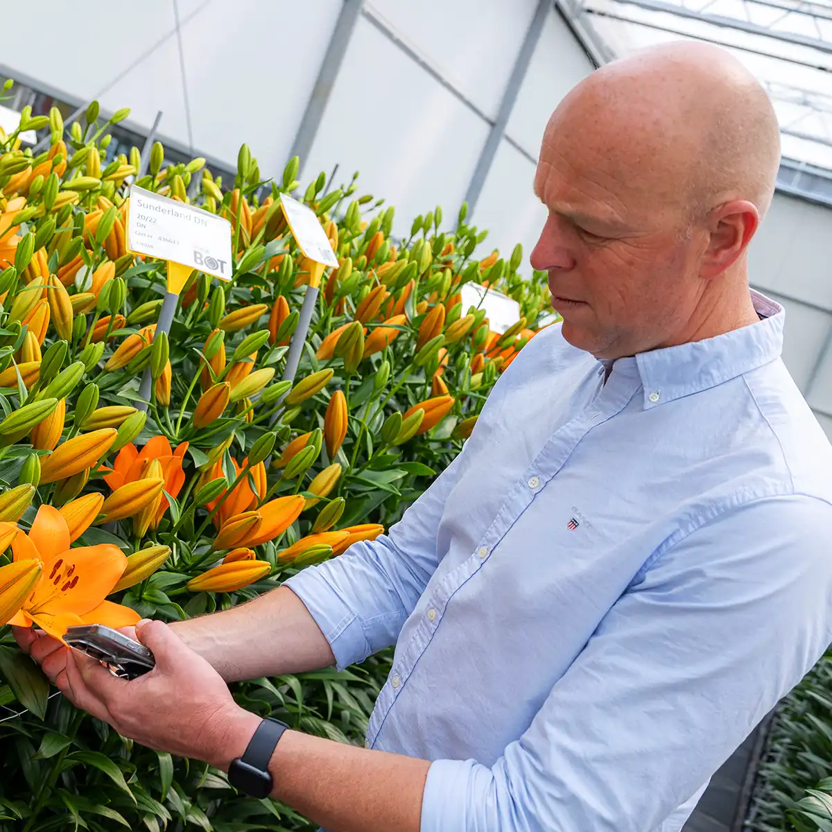 Dutch Lily Days 2026 preview novelties